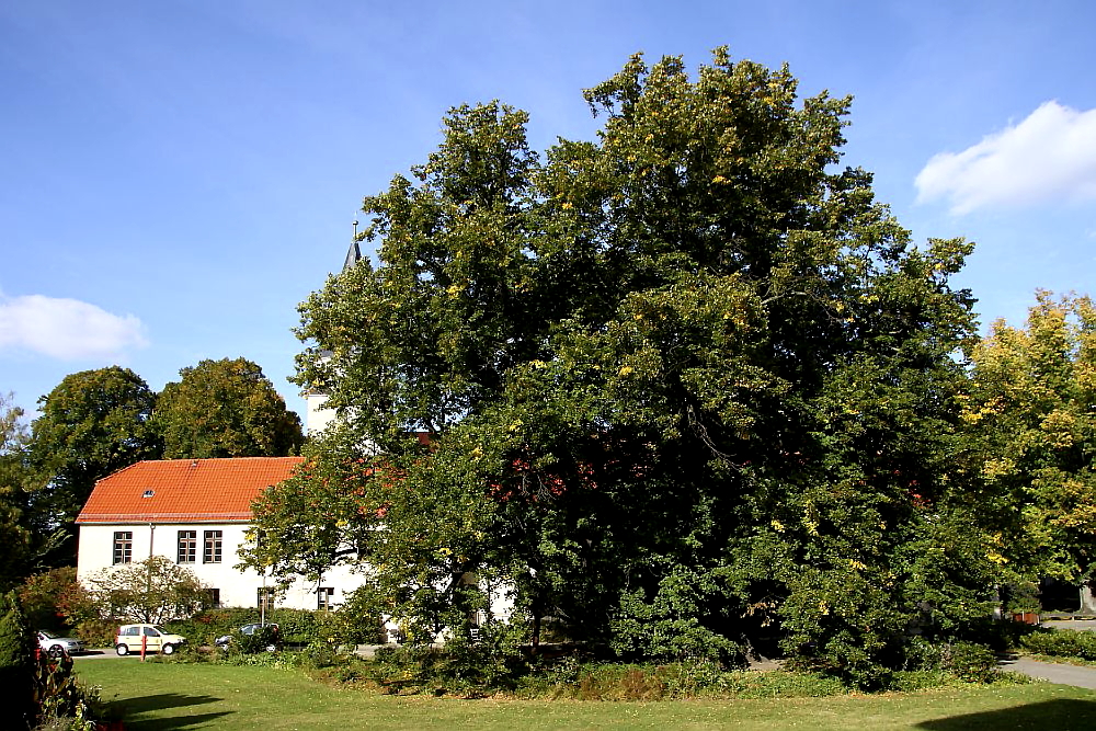 Kaiser - Lothar - Linde