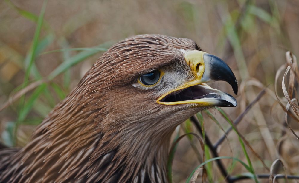 Kaiseradler