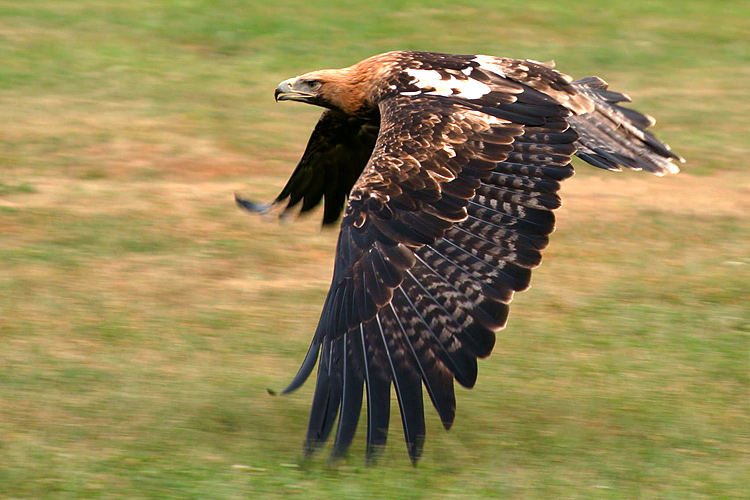 ... Kaiseradler ...