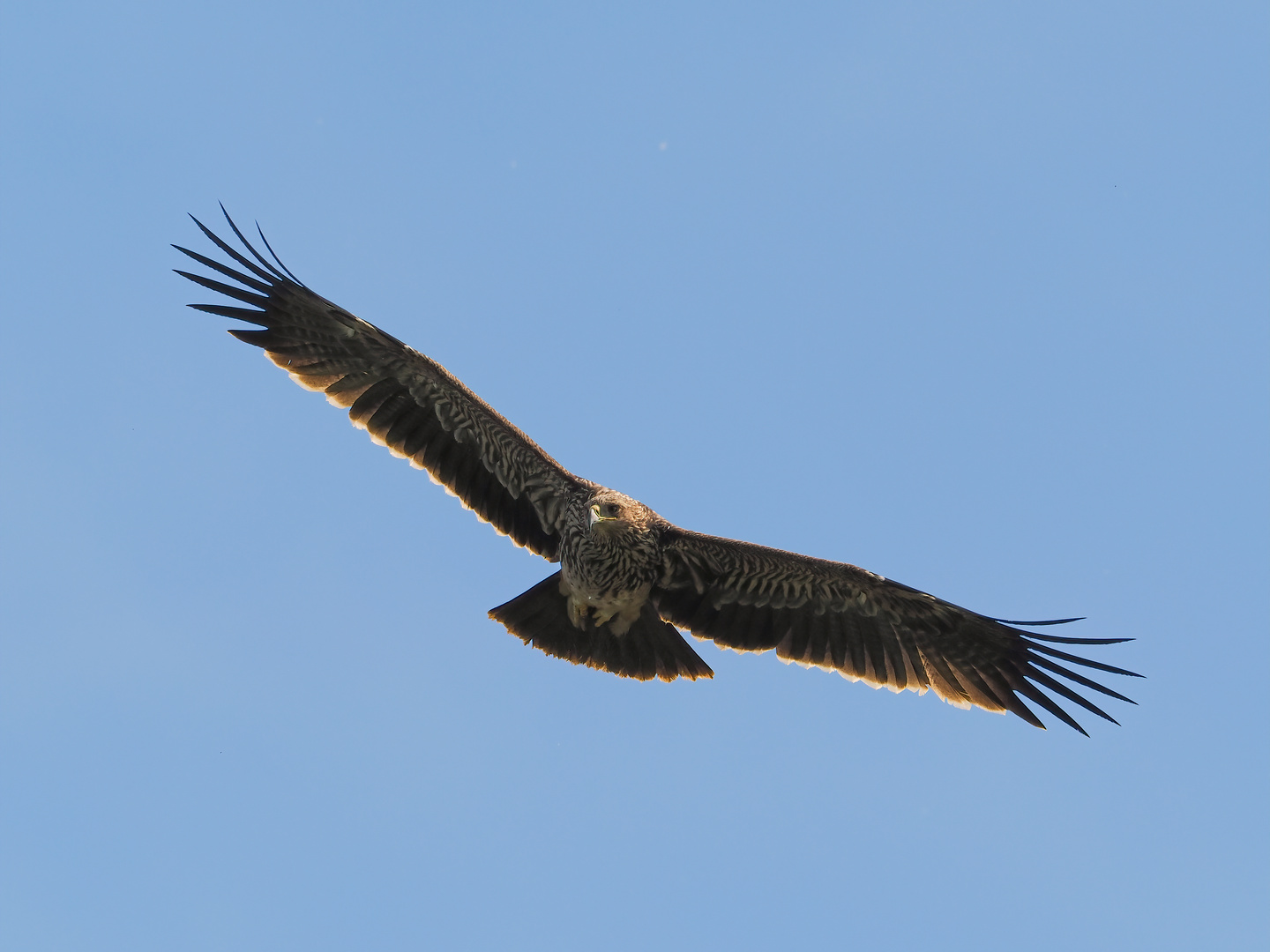 Kaiseradler