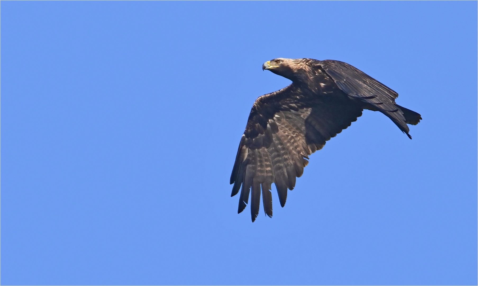 Kaiseradler