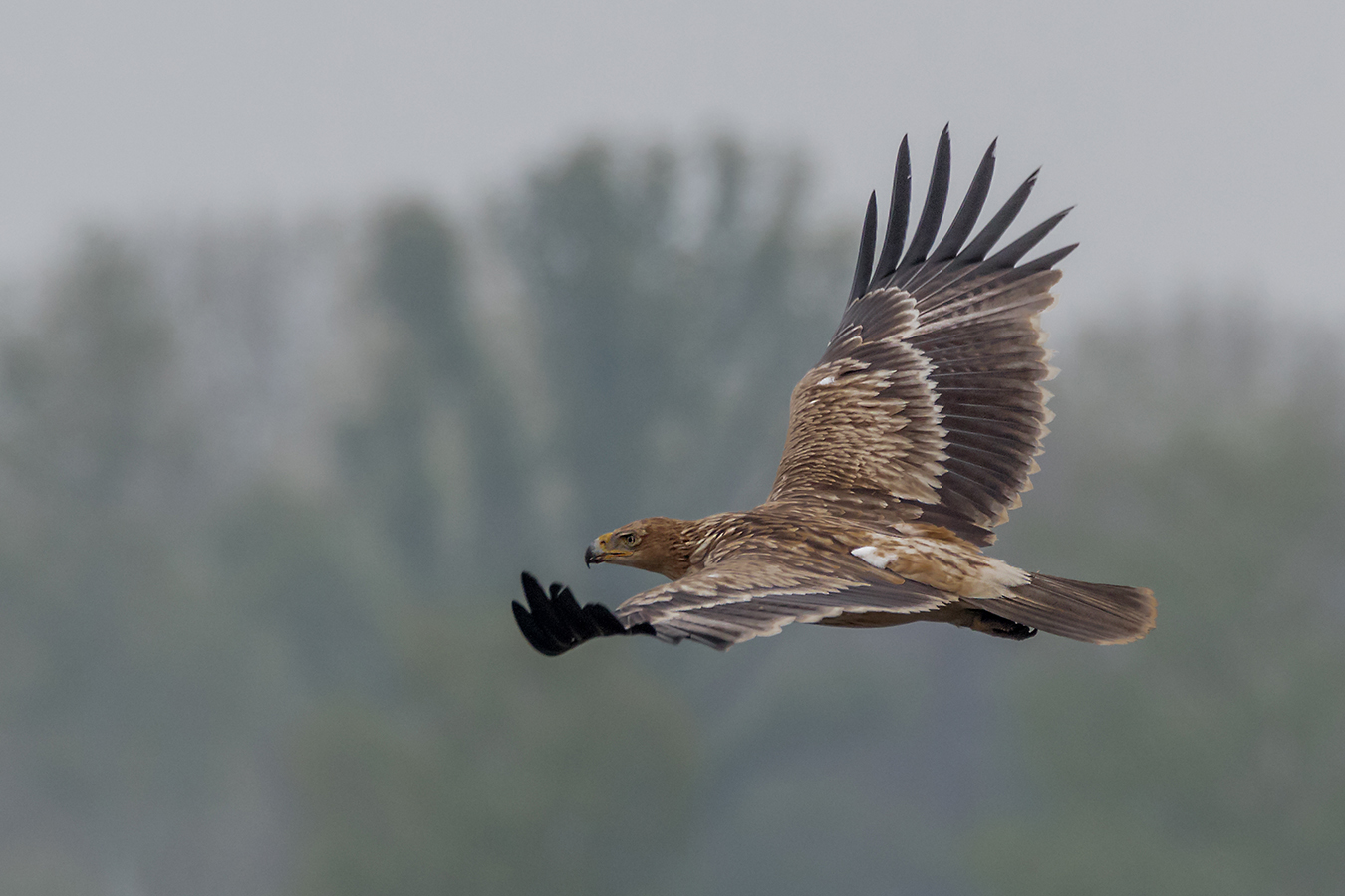 Kaiseradler