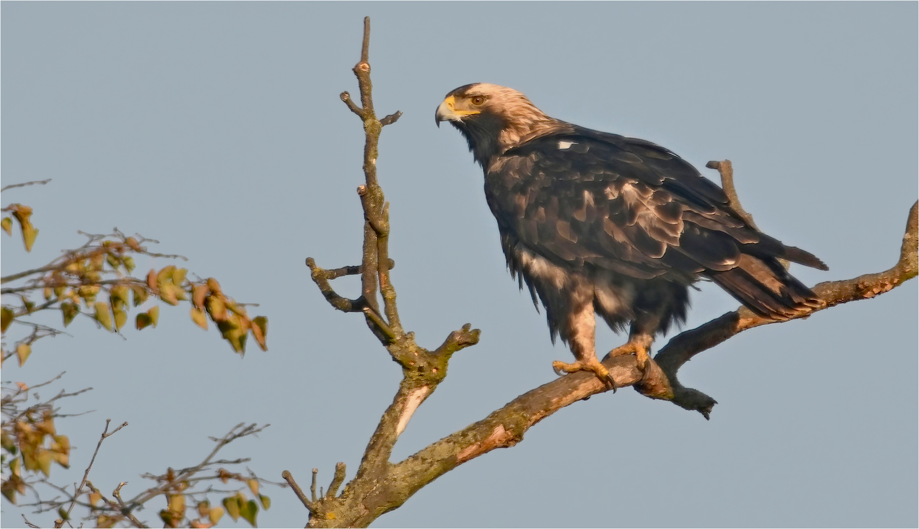 Kaiseradler