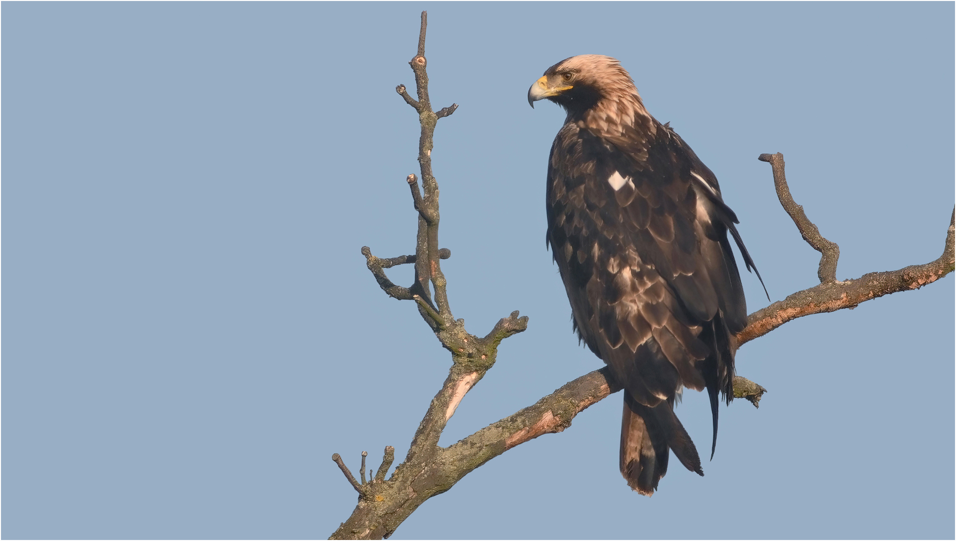 Kaiseradler 