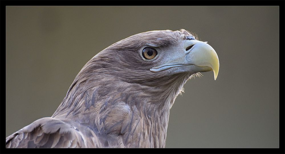 Kaiseradler