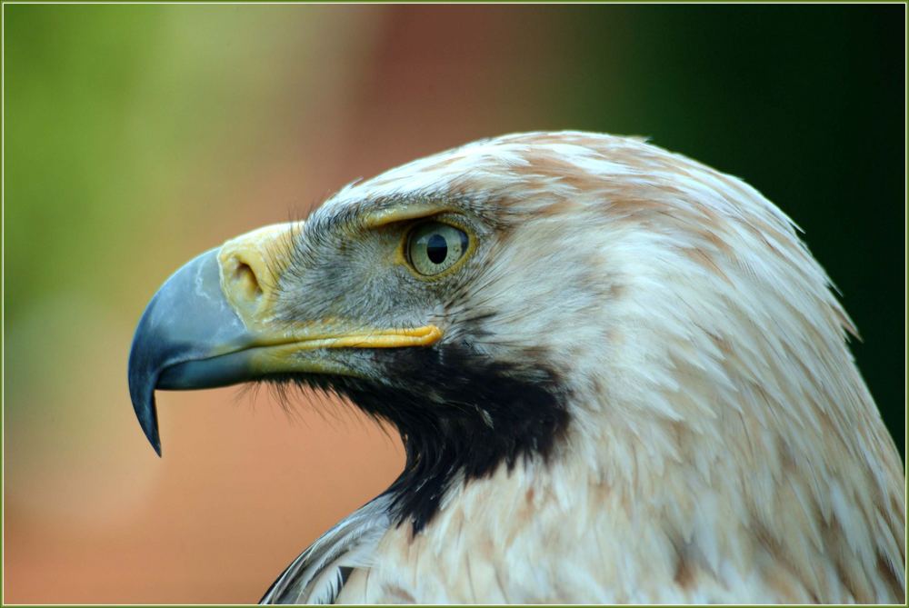 Kaiseradler