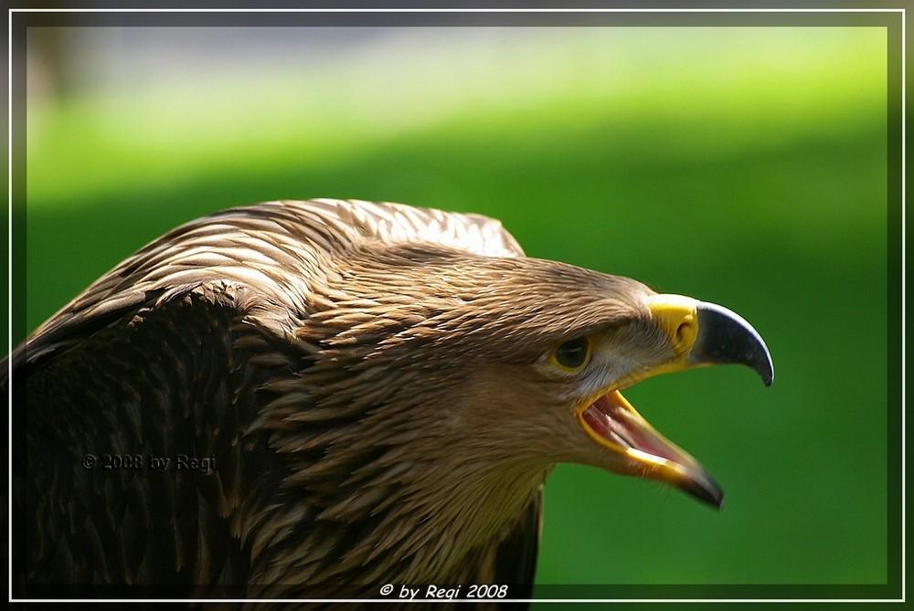 Kaiseradler