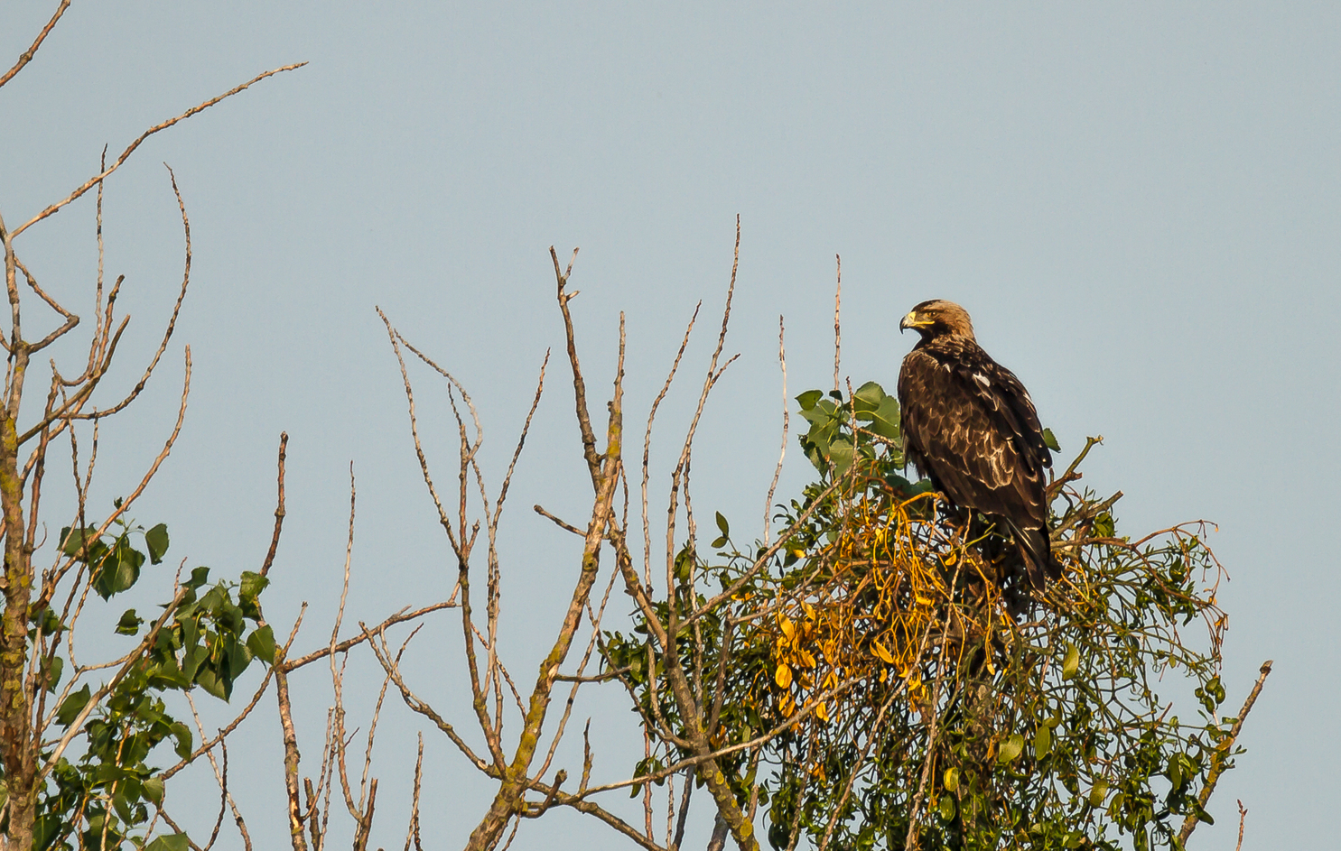 Kaiseradler