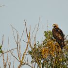 Kaiseradler