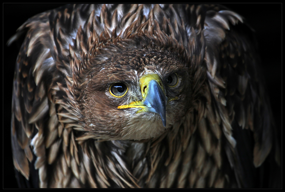 Kaiseradler...