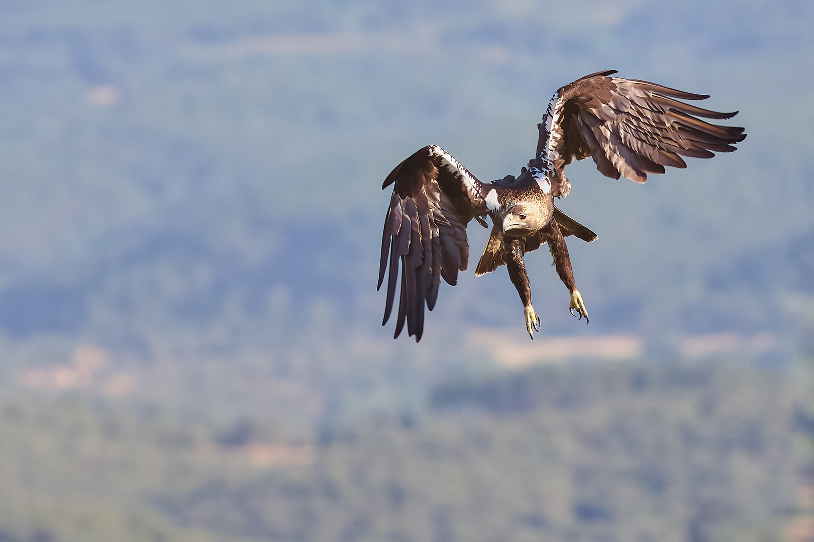 Kaiseradler