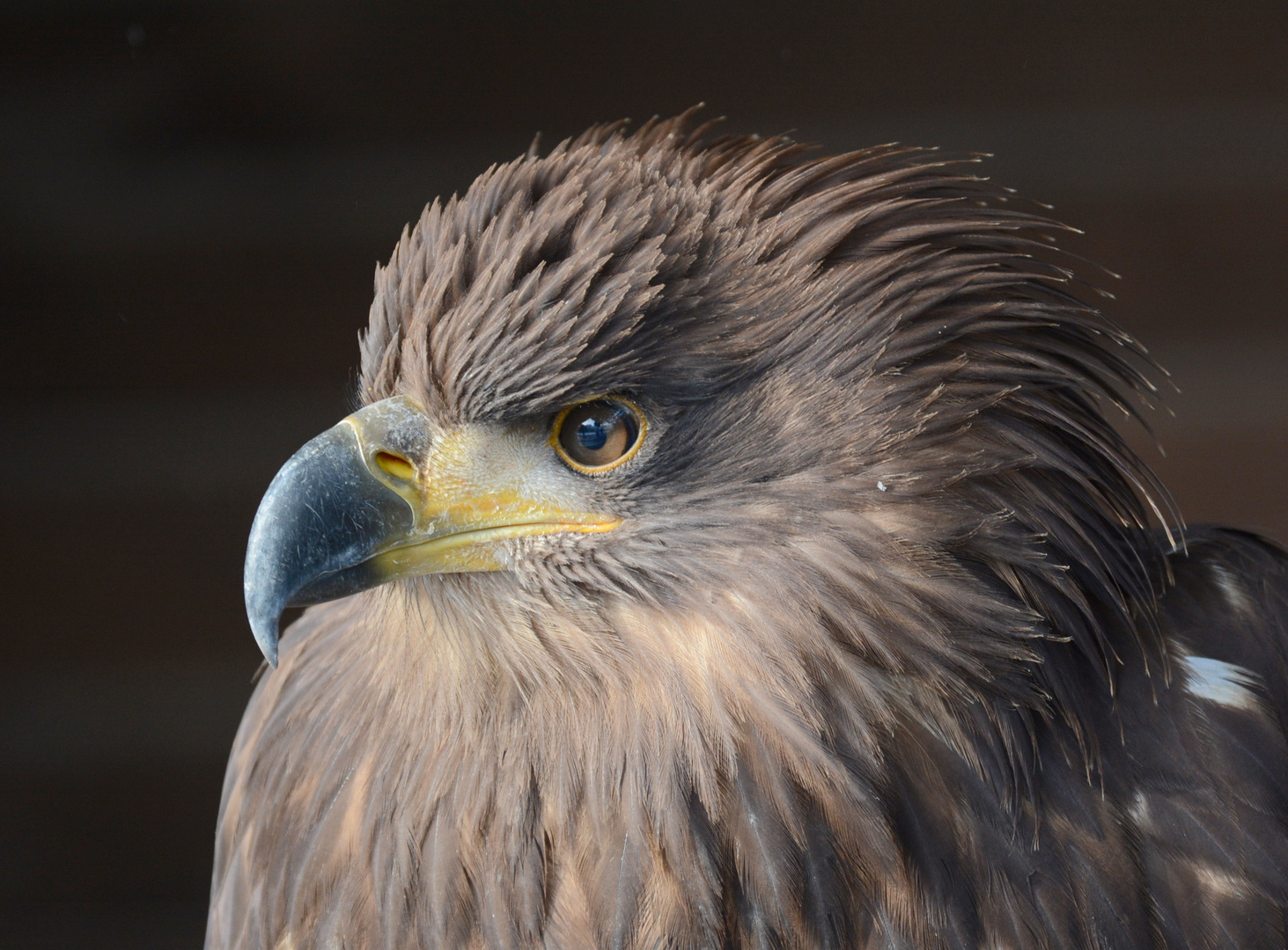 Kaiseradler