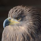 Kaiseradler