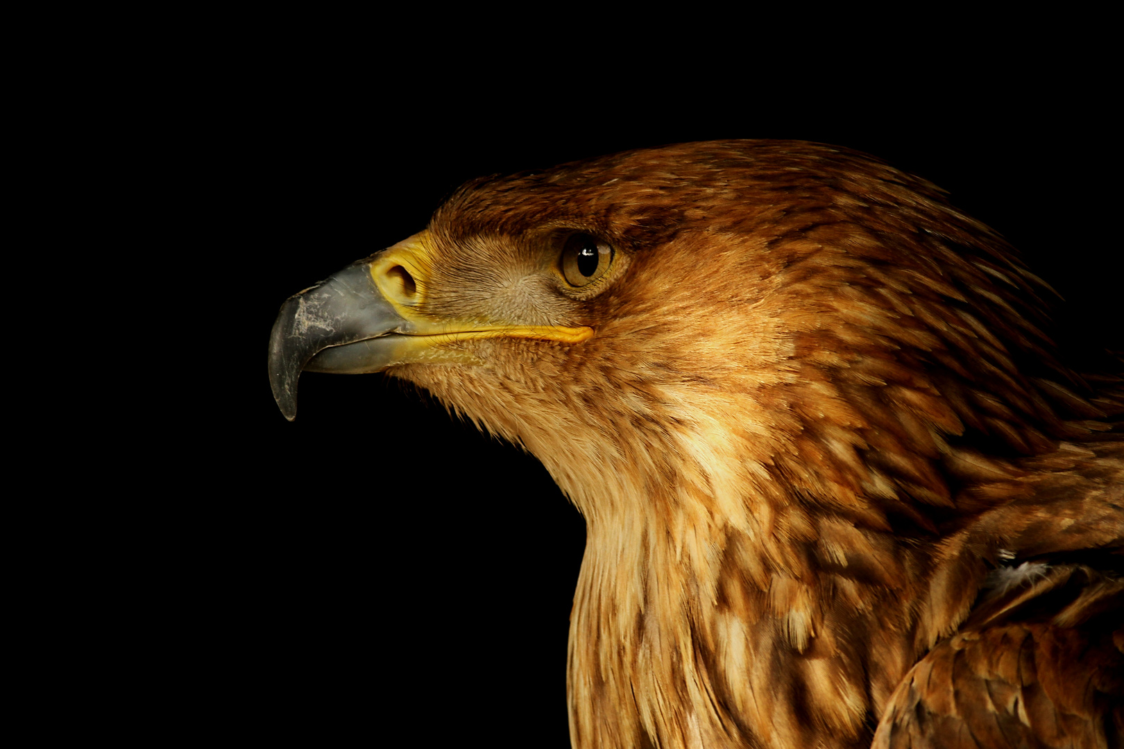 Kaiseradler