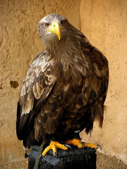 KAISERADLER