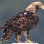 Kaiseradler (Aquila heliaca)