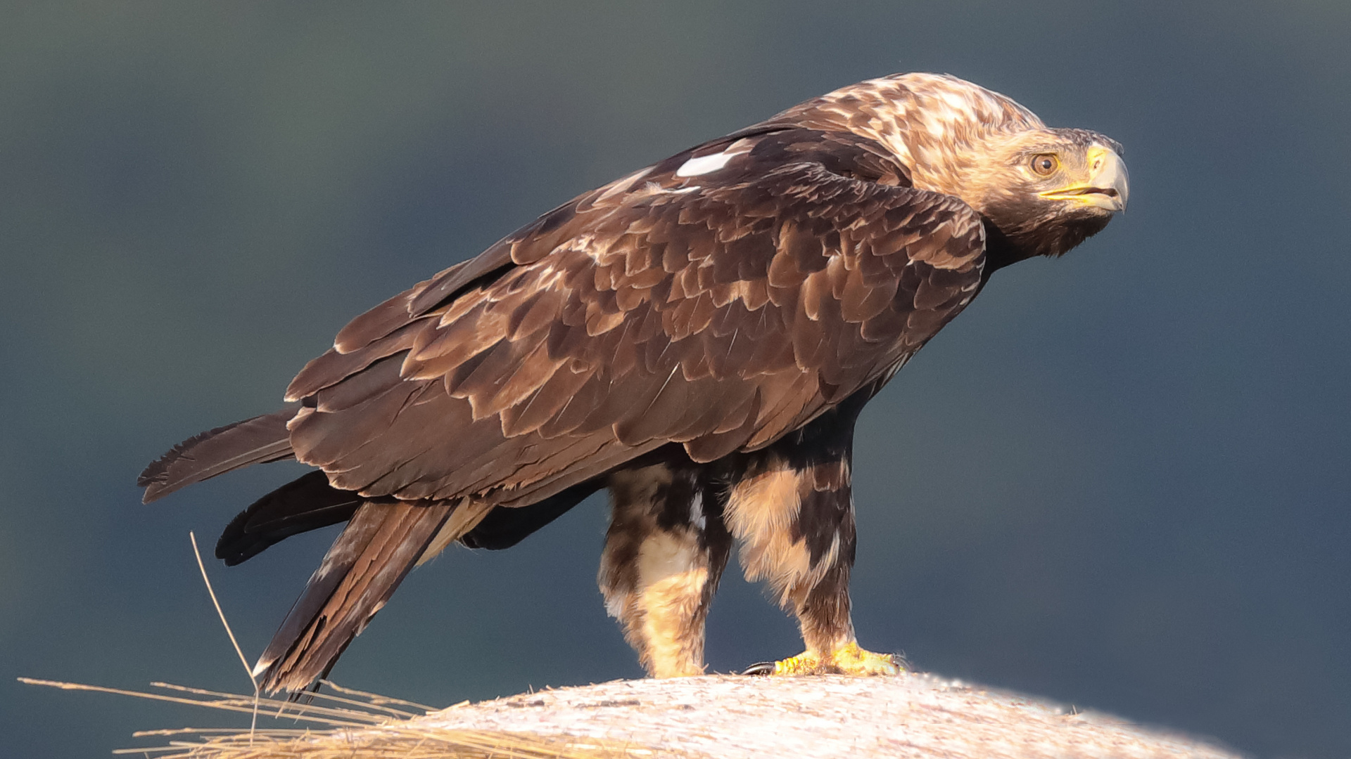 Kaiseradler (Aquila heliaca)