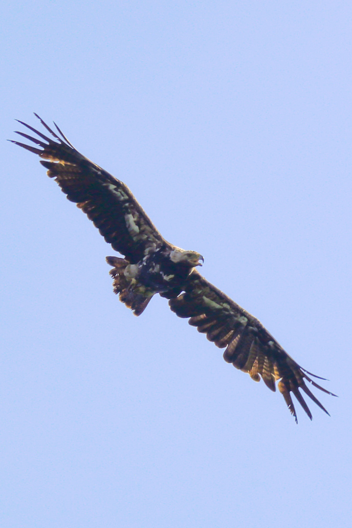 Kaiseradler (Aquila heliaca)