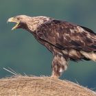 Kaiseradler (Aquila heliaca)