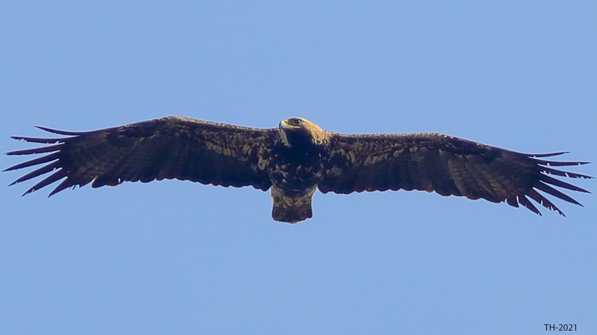 Kaiseradler (Aquila heliaca)