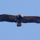 Kaiseradler (Aquila heliaca)