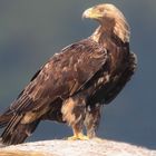 Kaiseradler (Aquila heliaca)