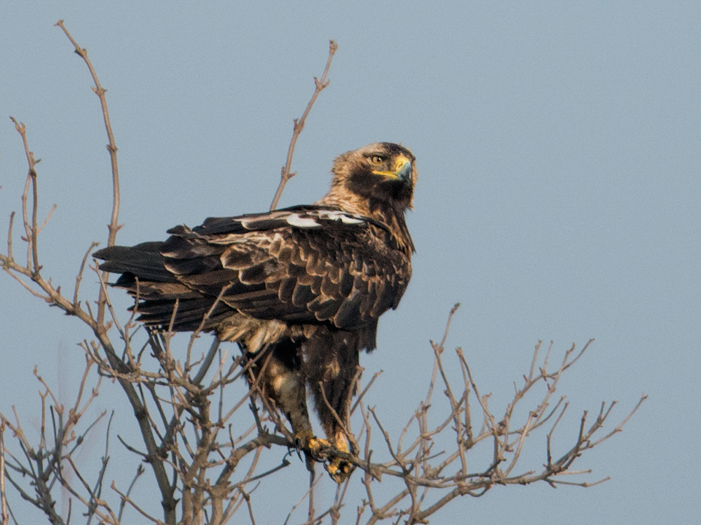 Kaiseradler