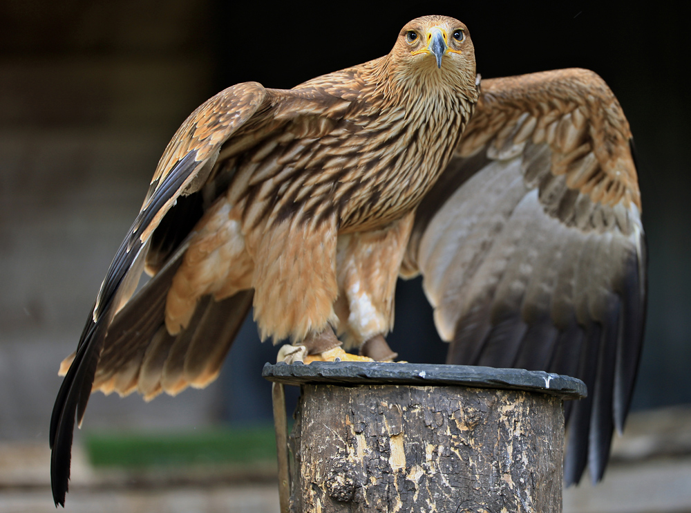 Kaiseradler