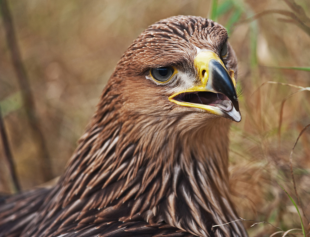 Kaiseradler