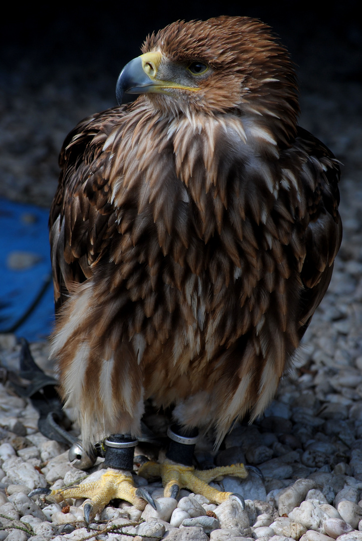 Kaiseradler