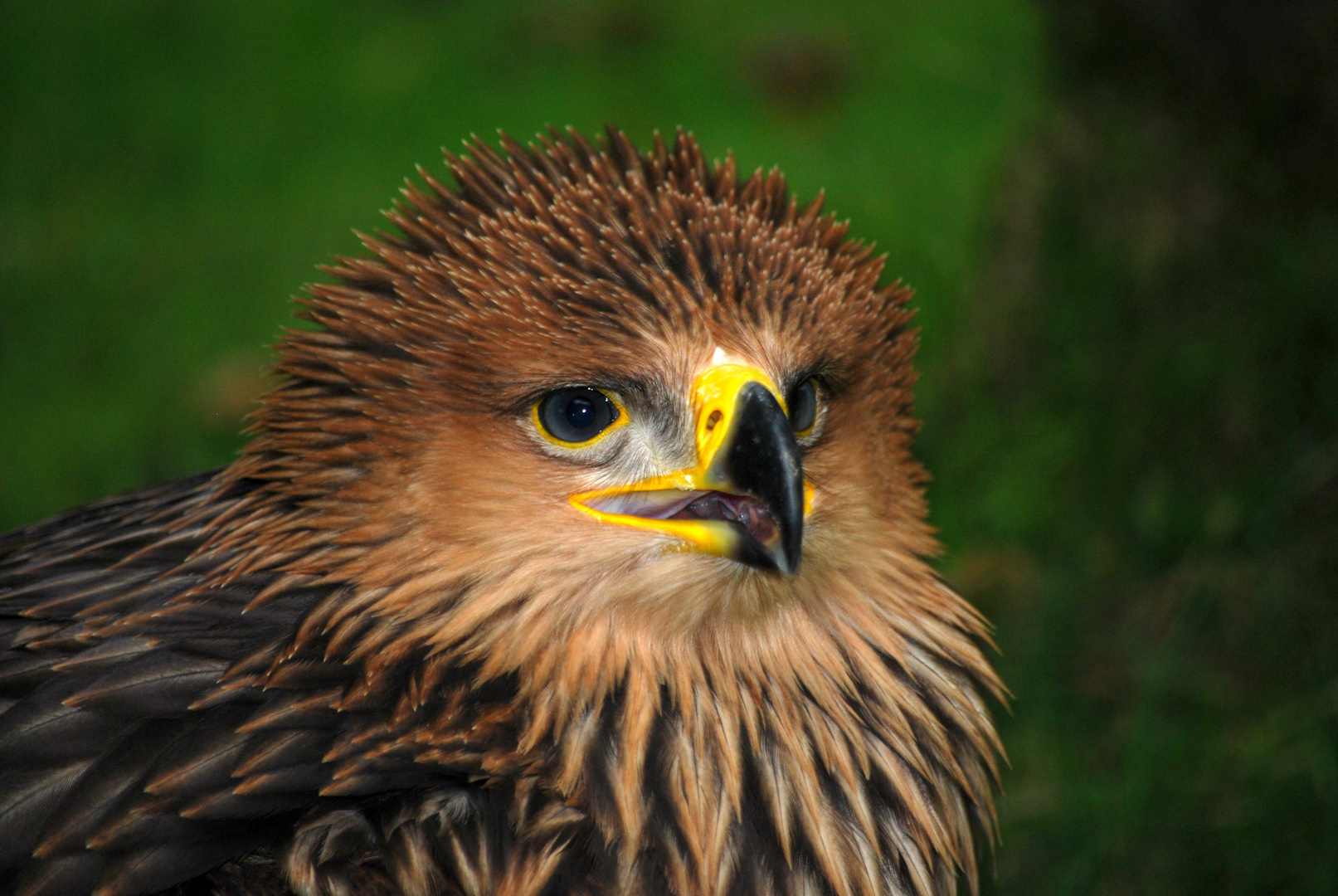 Kaiseradler