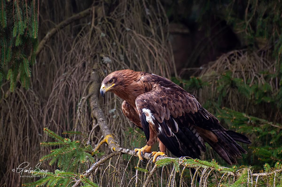 Kaiseradler