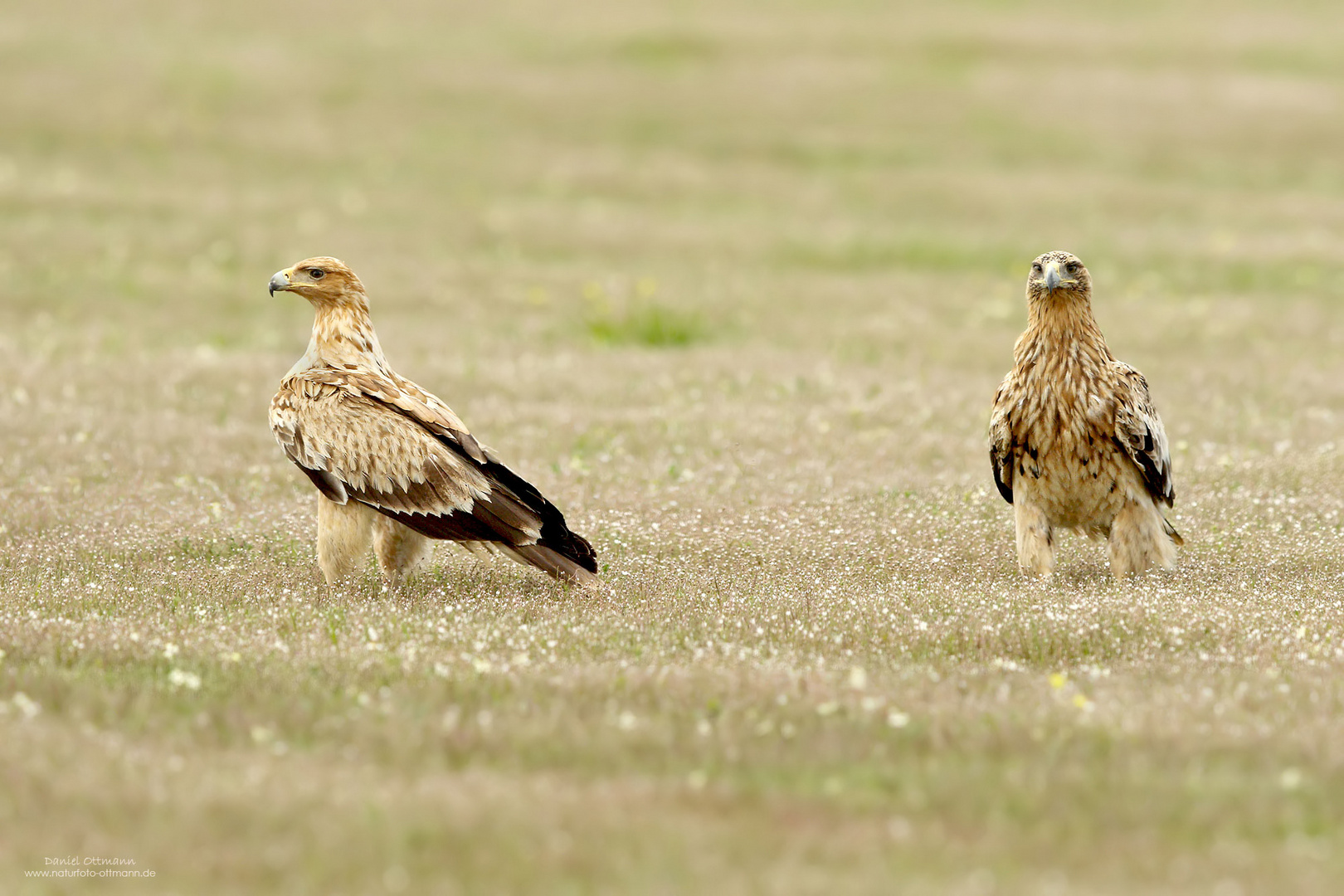 Kaiseradler