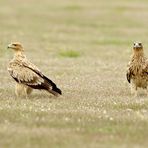 Kaiseradler