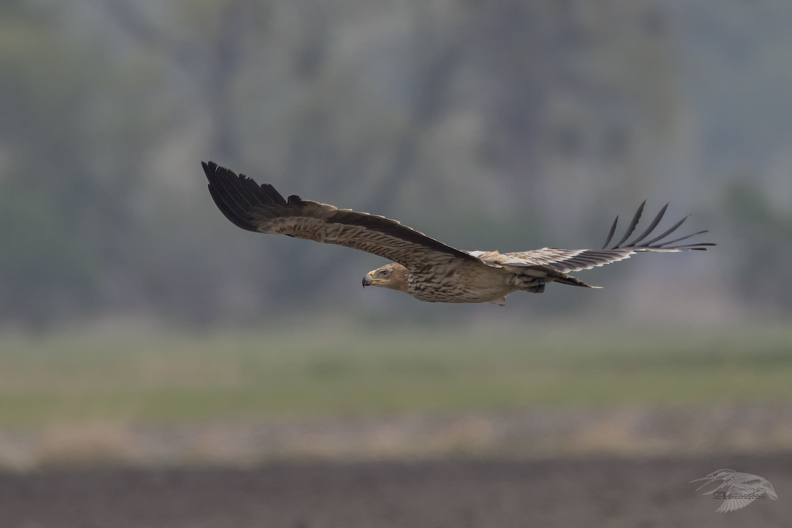 Kaiseradler