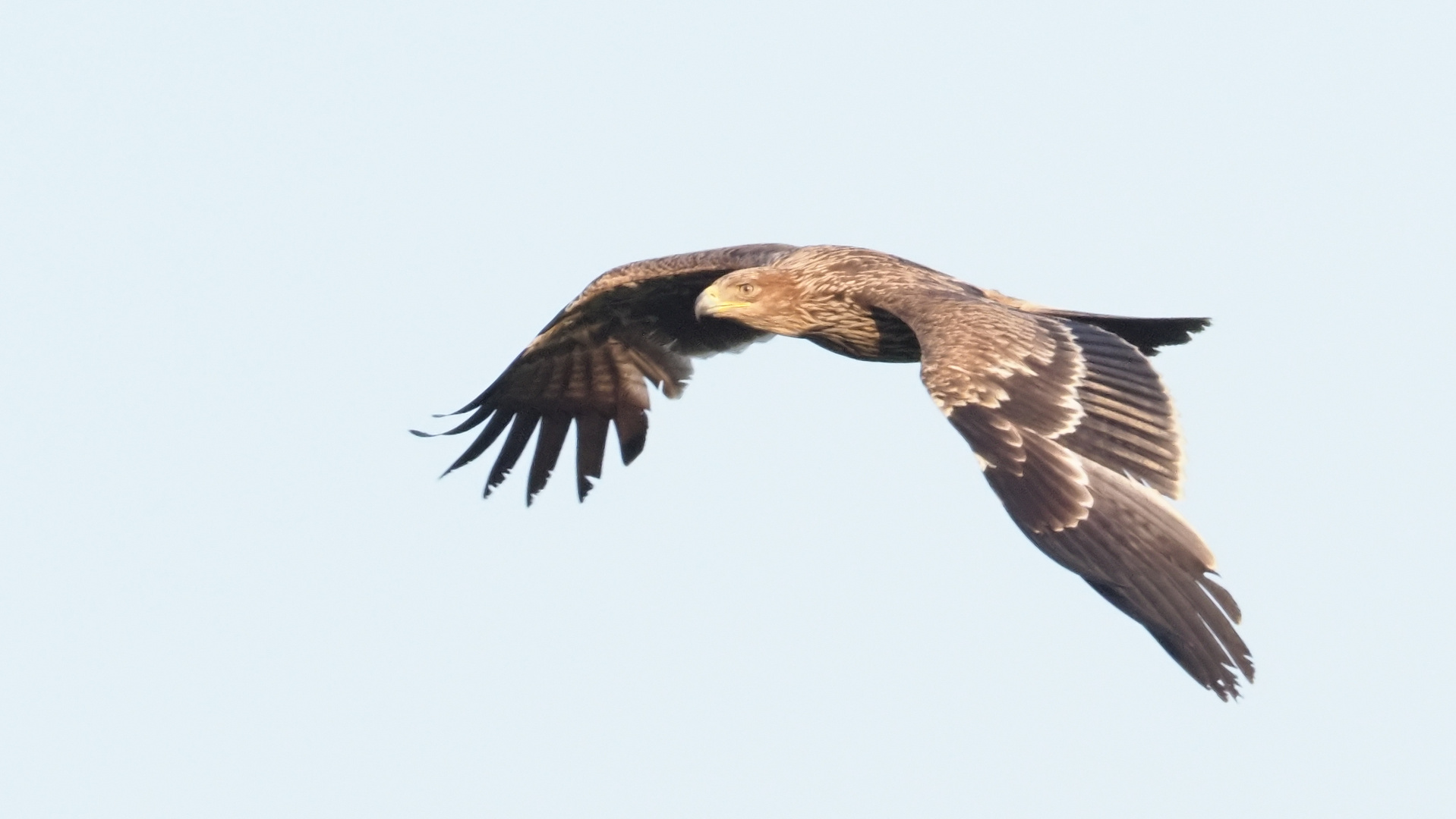 Kaiseradler gestern abends