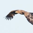 Kaiseradler gestern abends