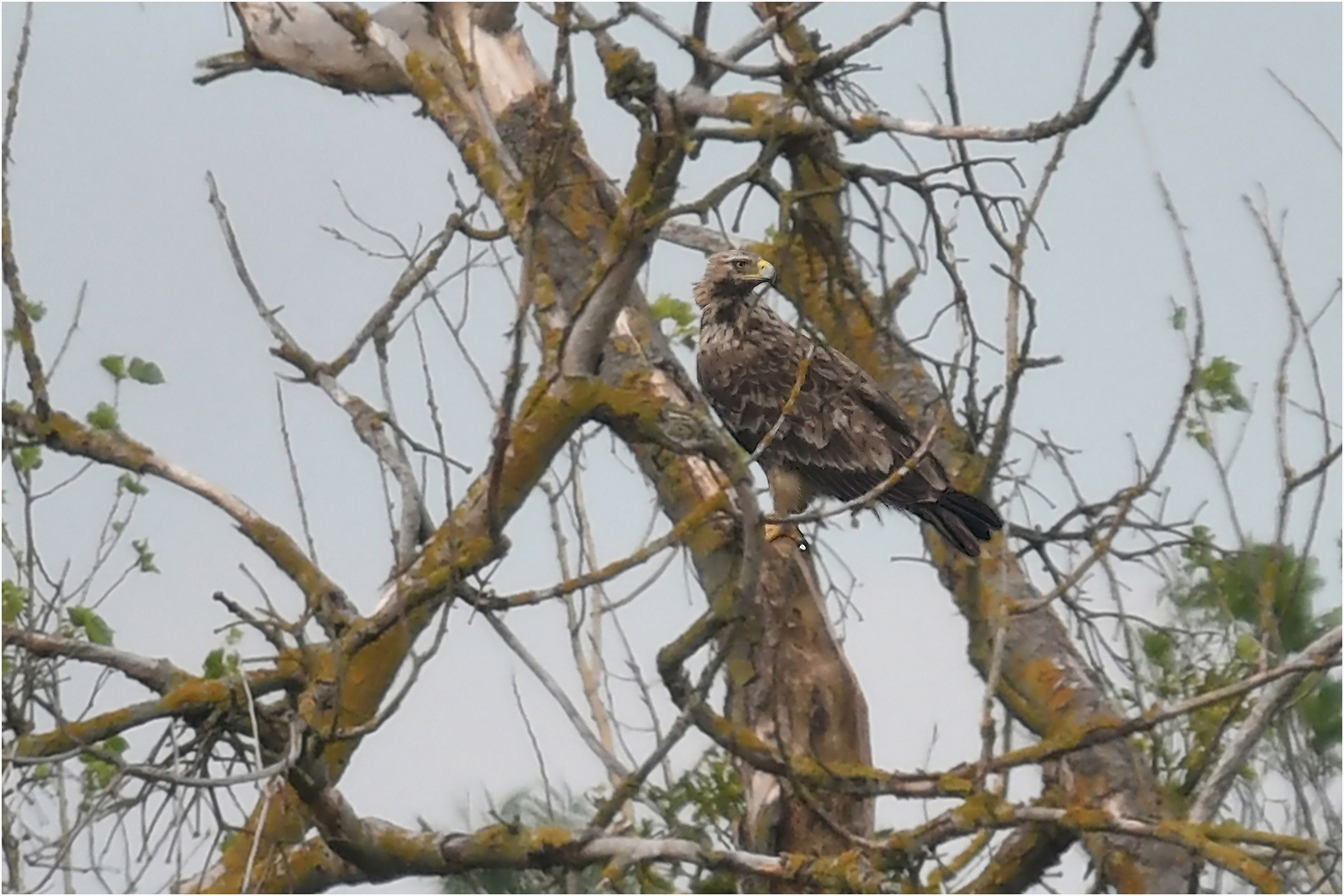 Kaiseradler in Brandenburg