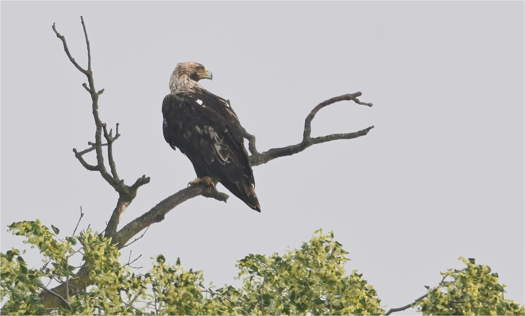 Kaiseradler in Brandenburg