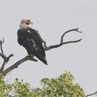 Kaiseradler in Brandenburg