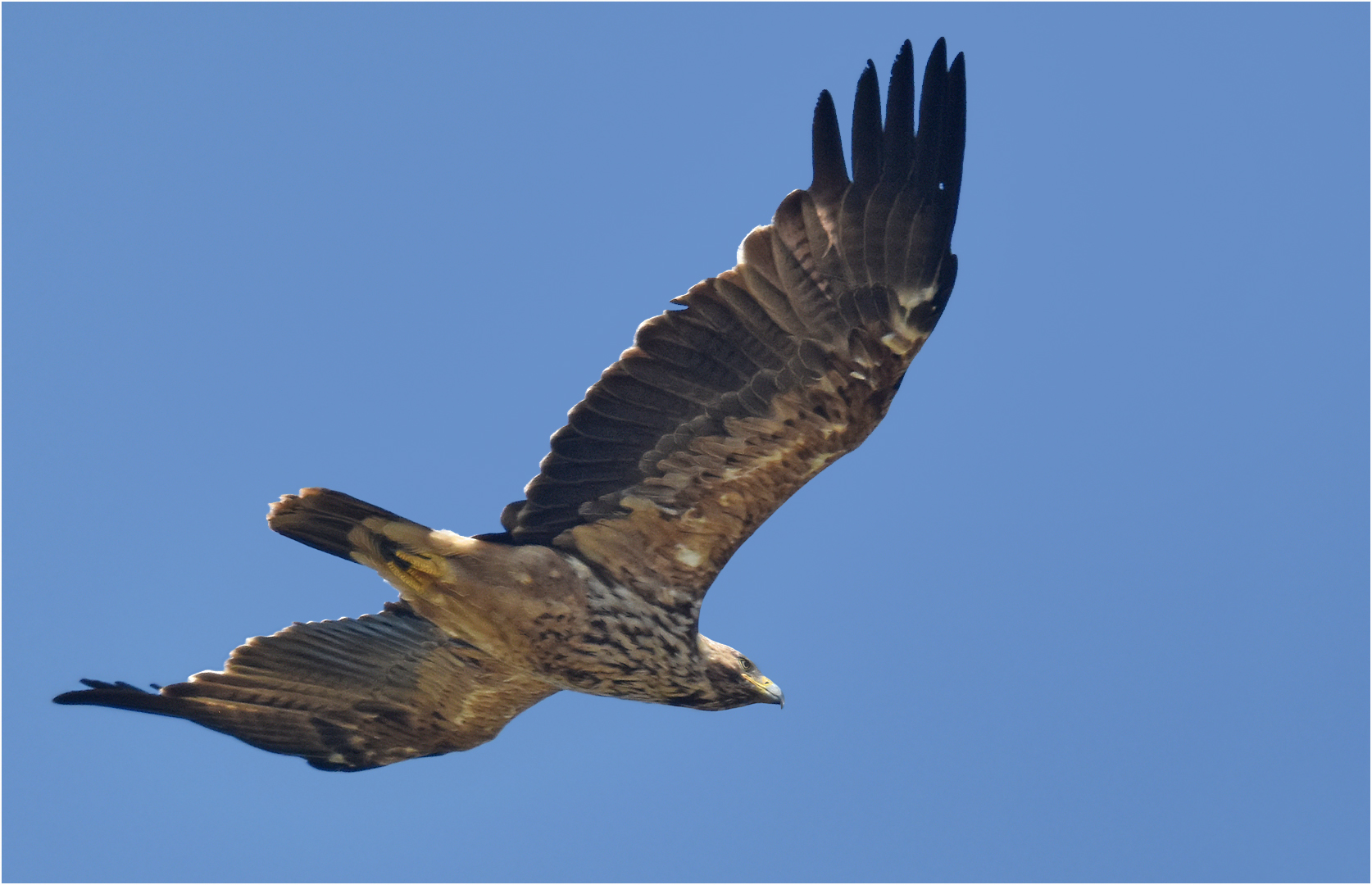 Kaiseradler in Deutschland