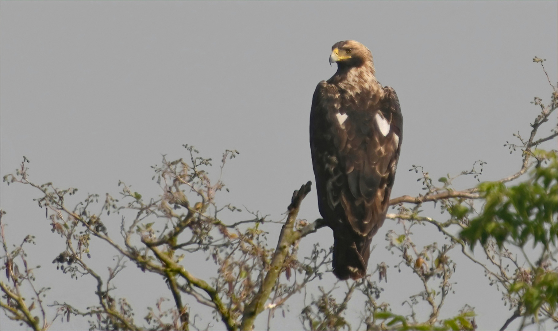 Kaiseradler in Deutschland