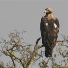 Kaiseradler in Deutschland