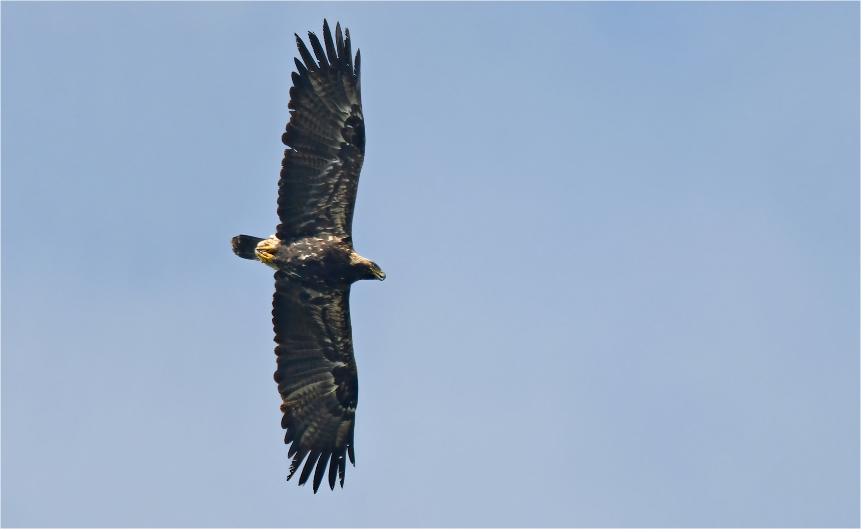 Kaiseradler in Deutschland