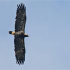 Kaiseradler in Deutschland