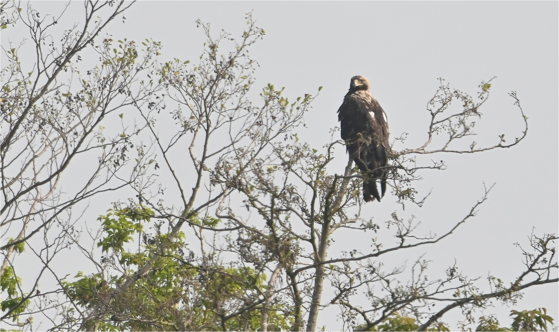 Kaiseradler in Deutschland 