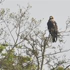 Kaiseradler in Deutschland 