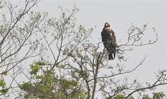 Kaiseradler in Deutschland 