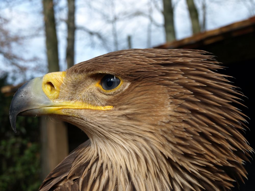 Kaiseradler "Katherina"