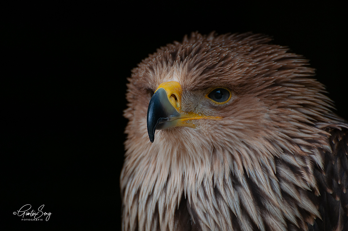 Kaiseradler Portrait